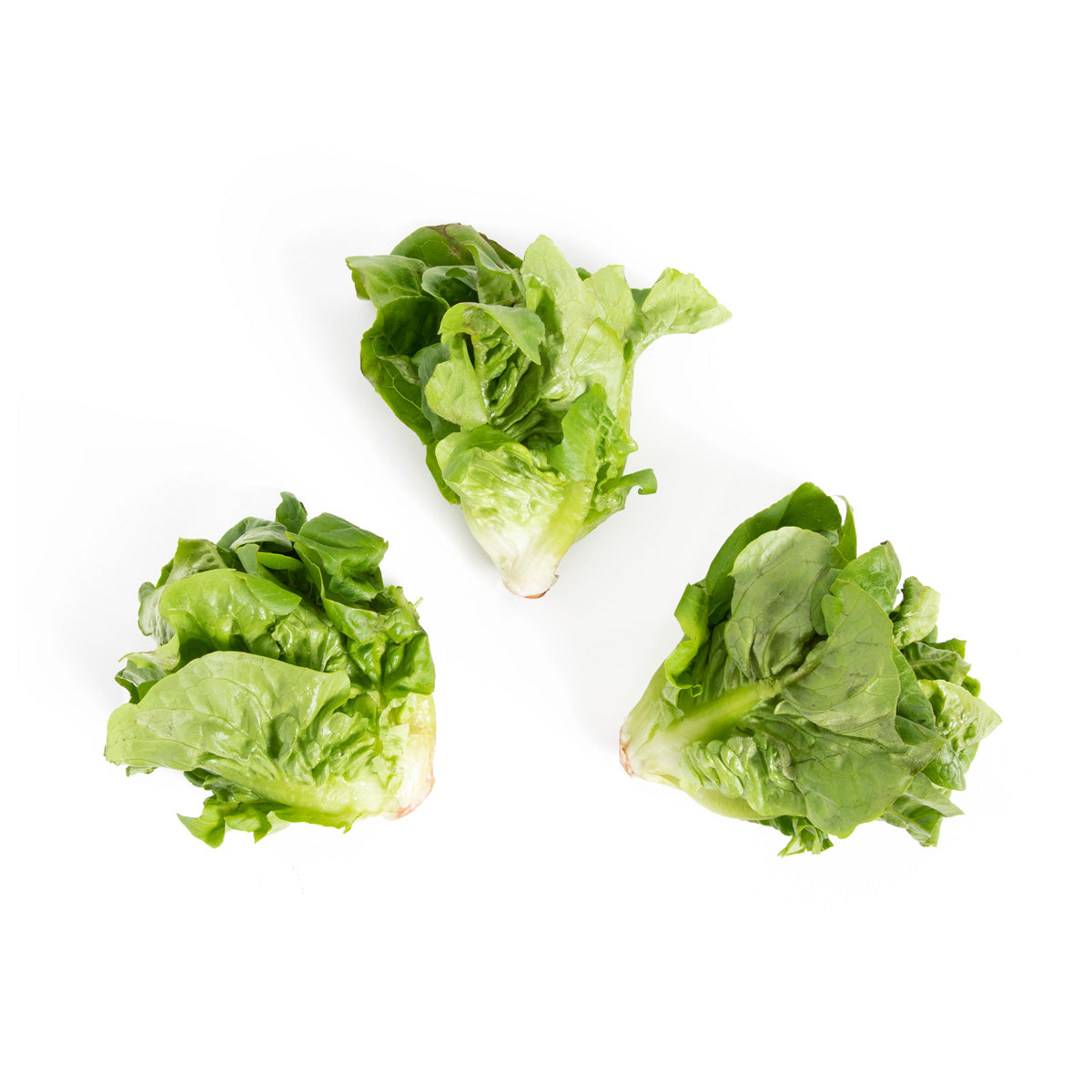 Organic Little Gem Lettuce