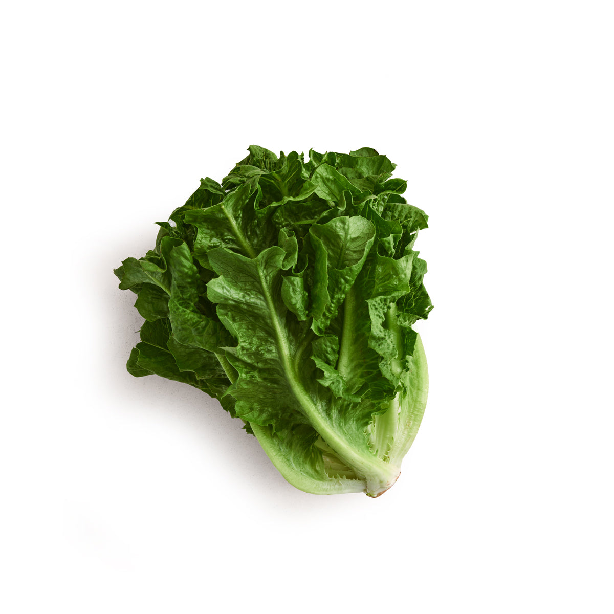 Organic Row 7 Dino Lettuce