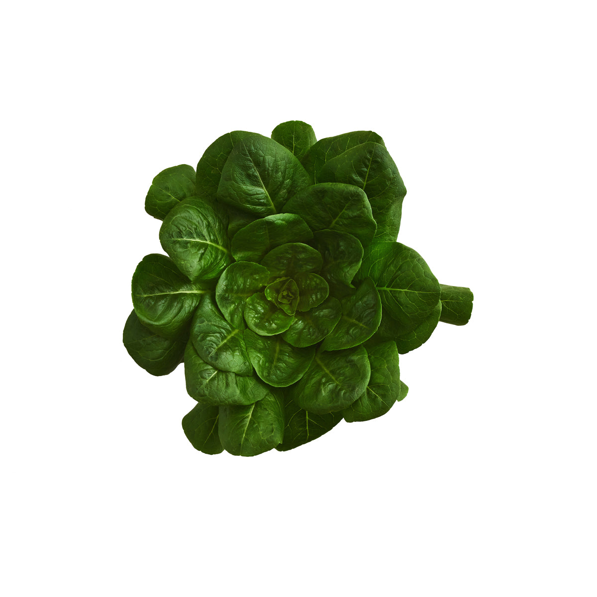 Organic Row 7 Spinach Lettuce