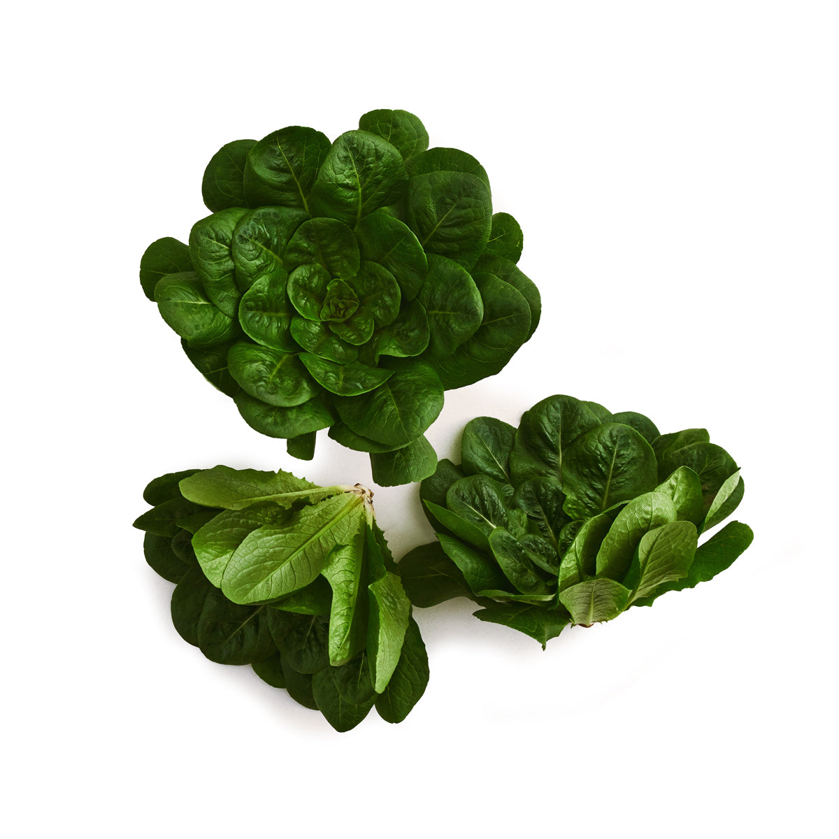 Organic Row 7 Spinach Lettuce
