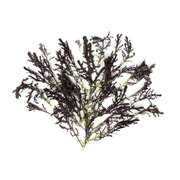 Organic Red Frill Mustard
