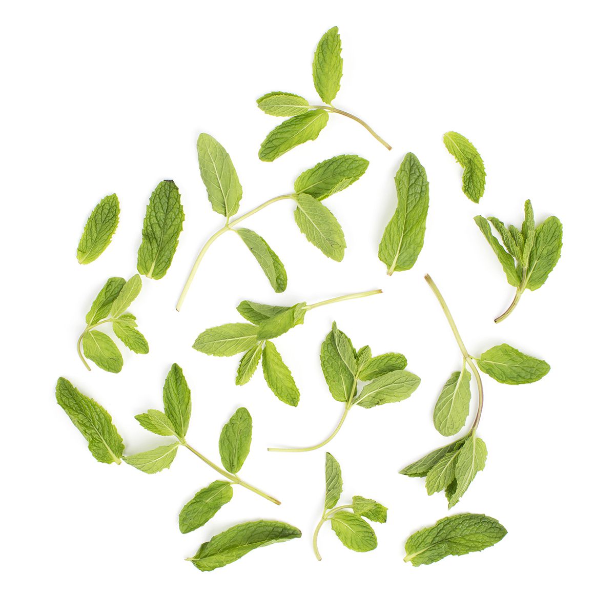 Organic Mint