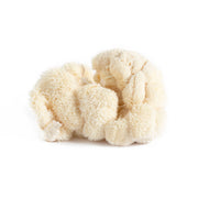 Organic Lion's Mane Mushrooms