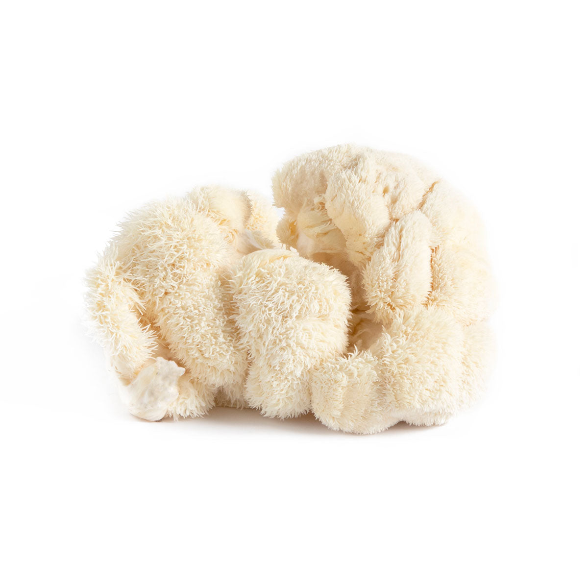 Organic Lion's Mane Mushrooms