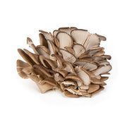 Organic Oyster Mushrooms