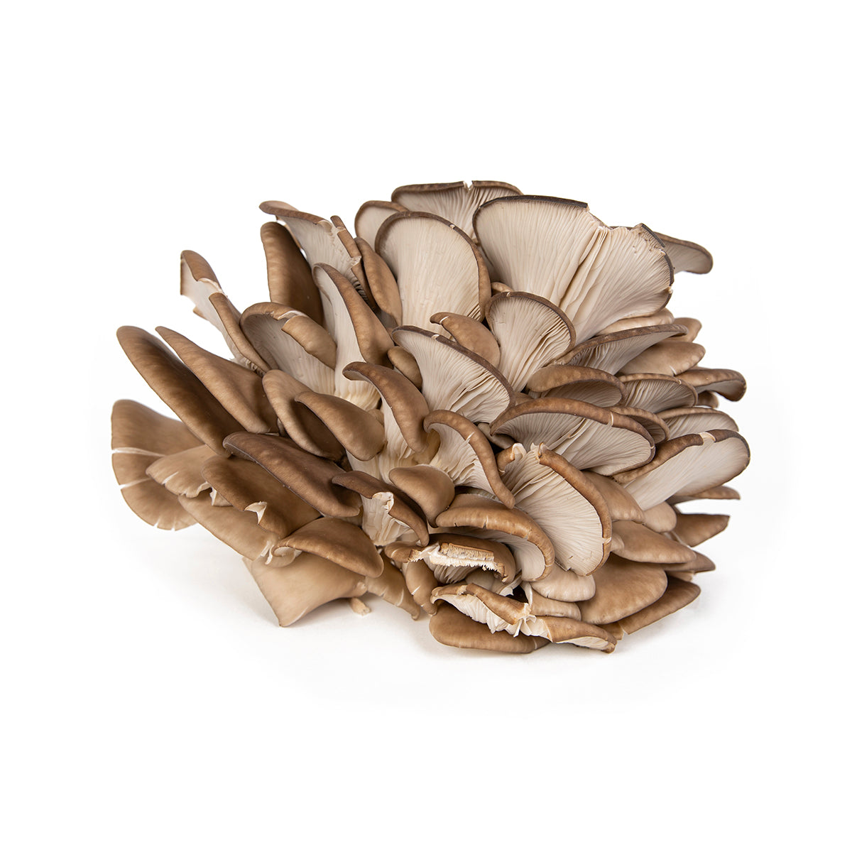 Organic Oyster Mushrooms