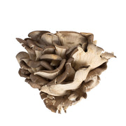 Organic Oyster Mushrooms