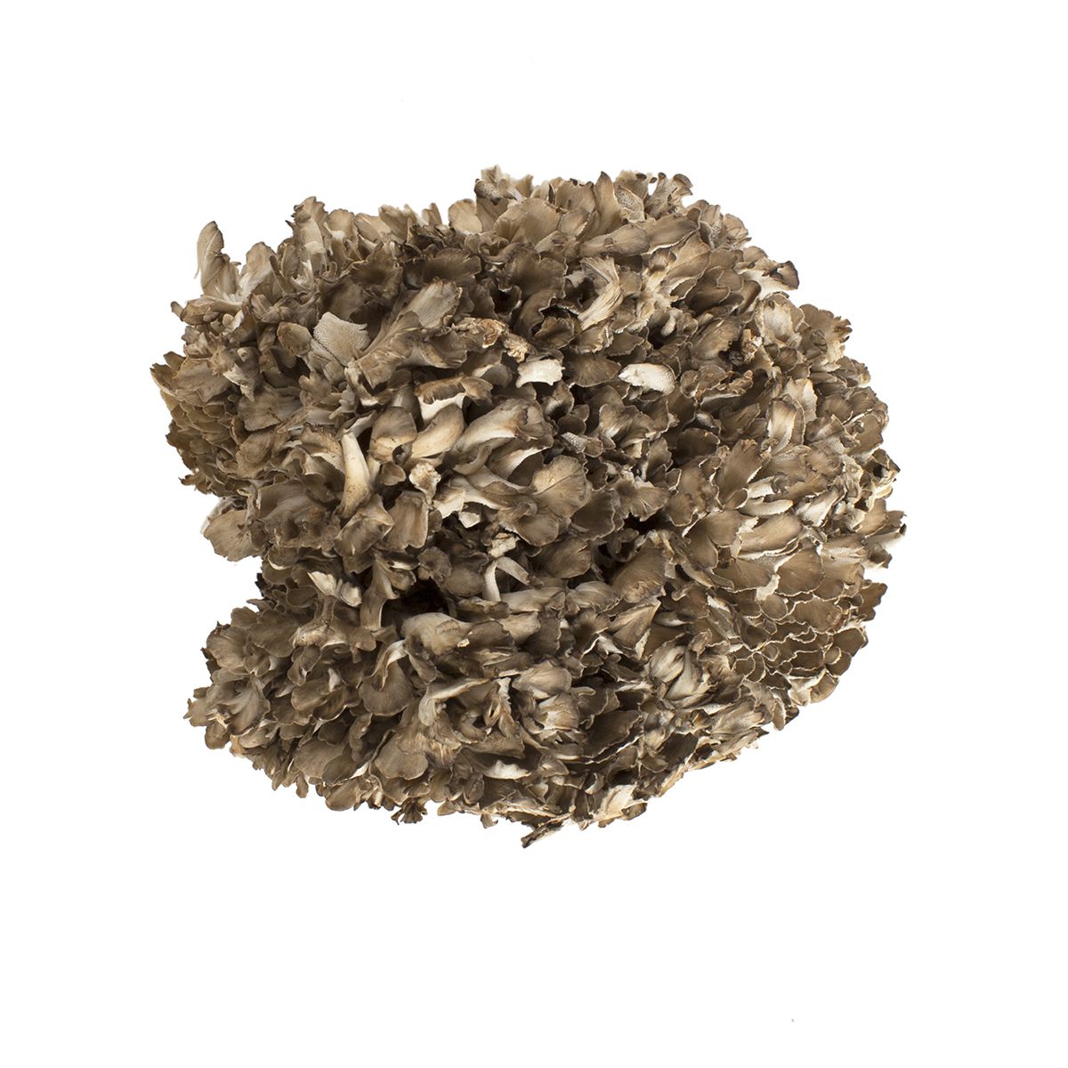 Organic Extra Large Black Maitake/Hen of the Woods Mushrooms