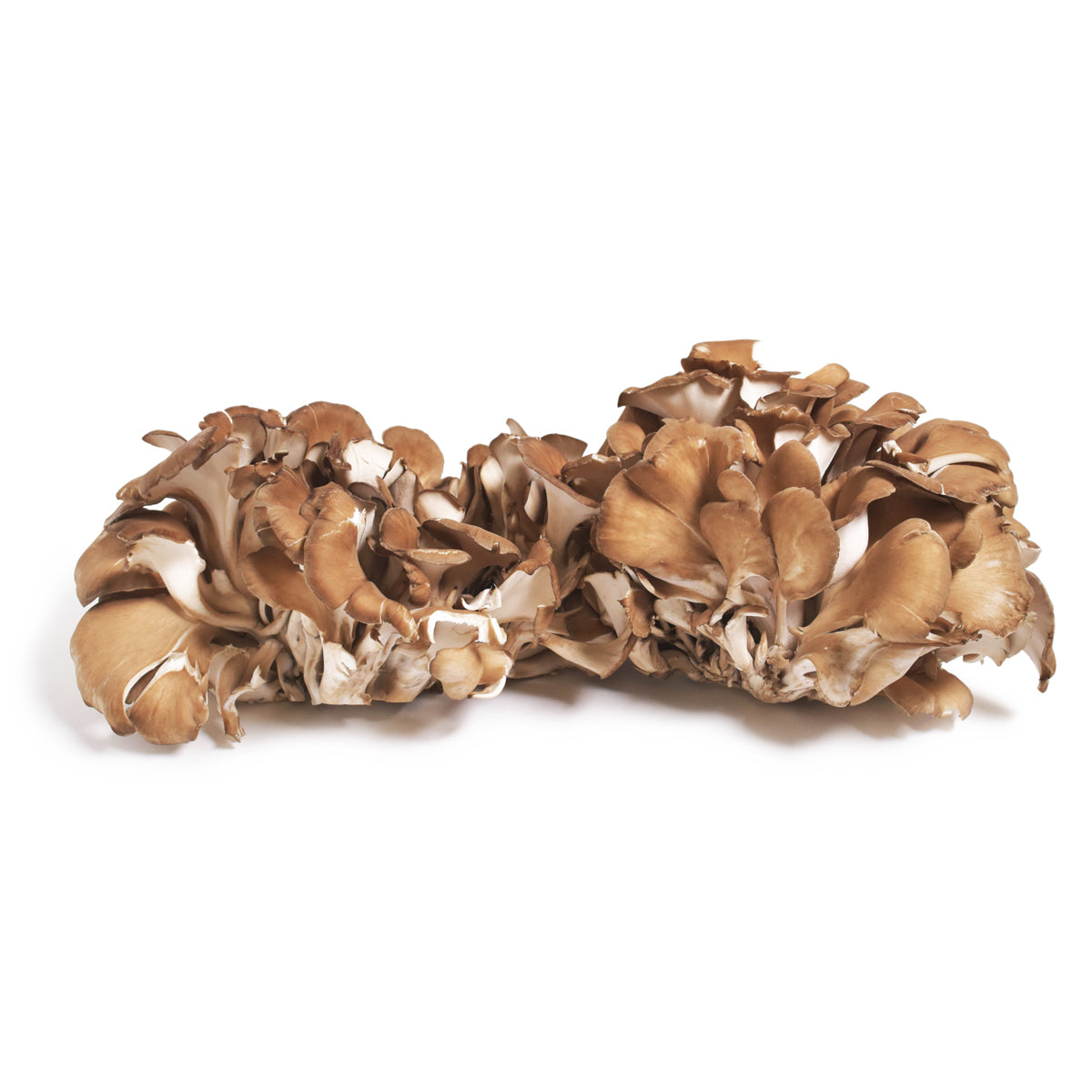 Organic Maitake Frondosa Mushrooms