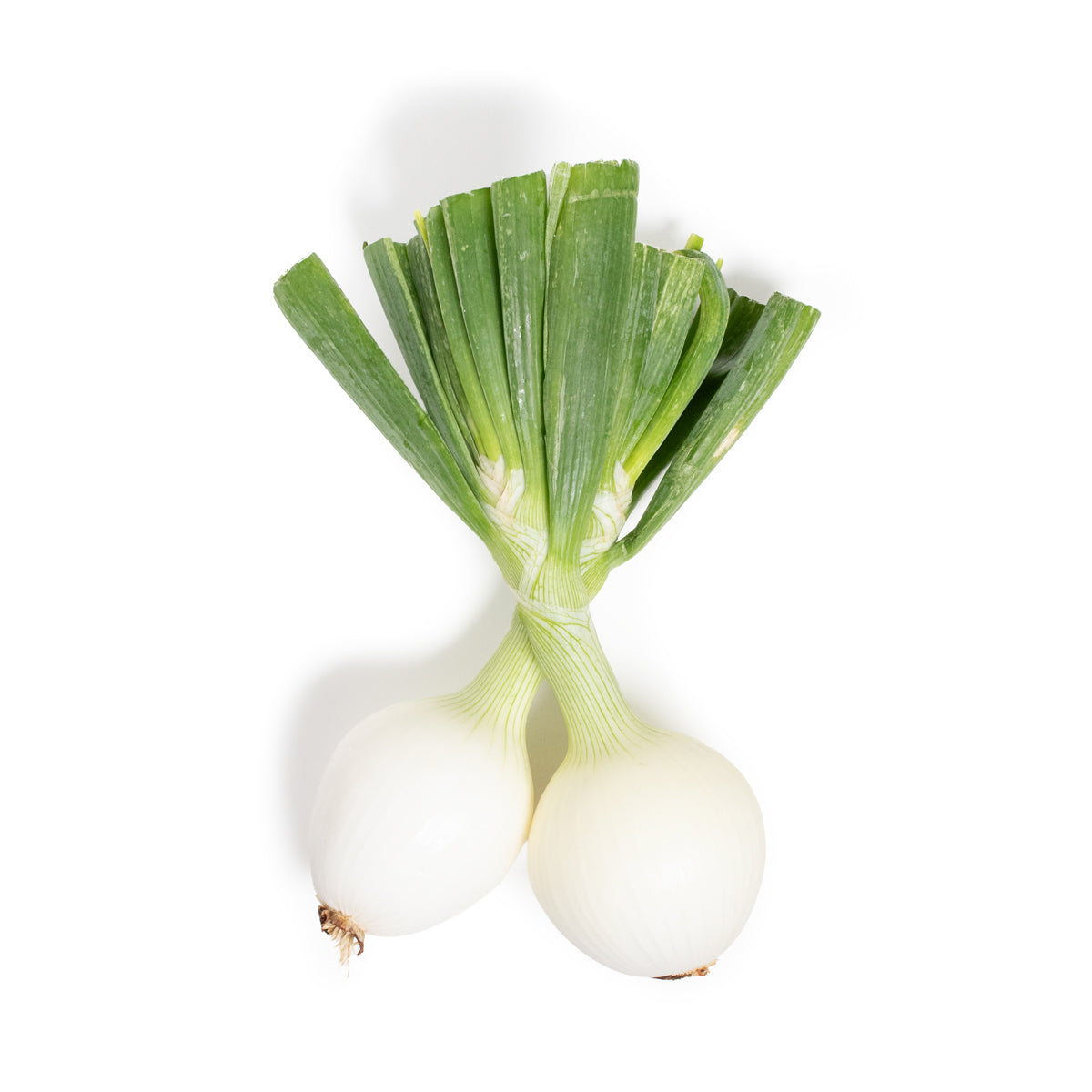 Organic Bunched Fresh Sweet Onions