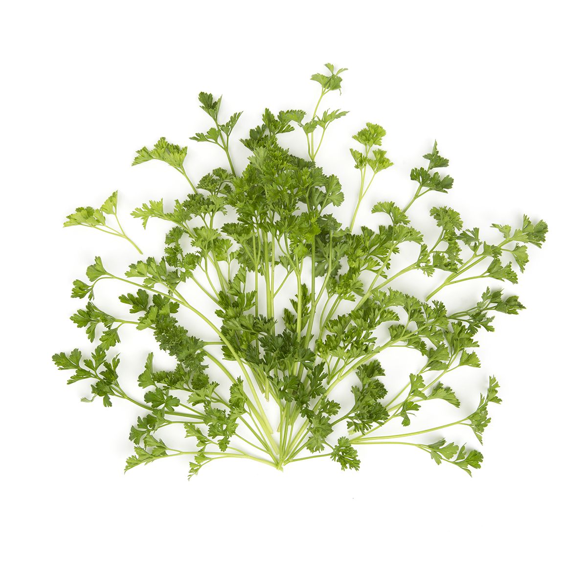 Organic Curly Parsley