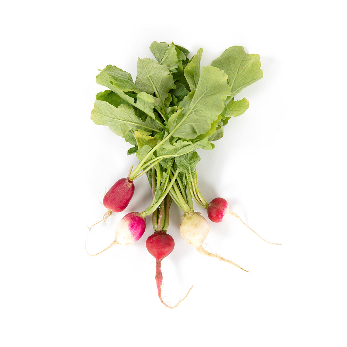 Organic Spring Mixed Radish