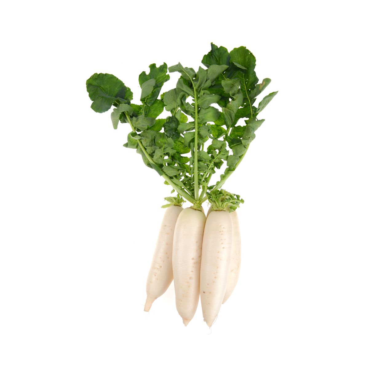 Organic Daikon Bunch Radishes
