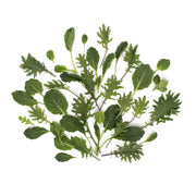 Organic Green Baby Kale